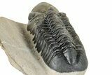 Detailed Reedops Trilobite - Atchana, Morocco #252400-4